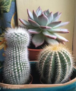 Cacti / Succulents