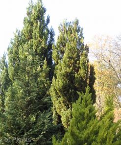 Conifers