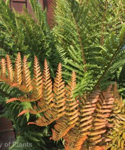 Ferns