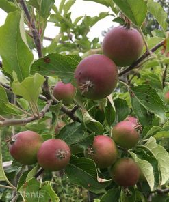 Fruit trees