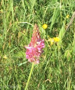 Wildflowers