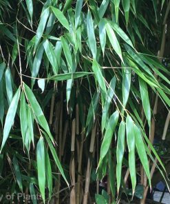 Bamboo